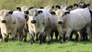 Фактори, влияещи върху месната продуктивност на говедата - Agri.bg