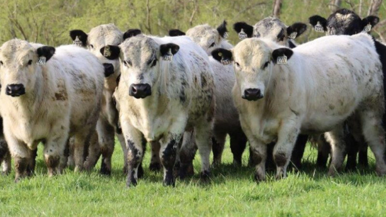 Фактори, влияещи върху месната продуктивност на говедата