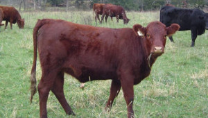 Българско червено говедо