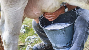 Фактори, влияещи на маслеността и на белтъчините в млякото - Agri.bg