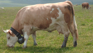Български симентал - комбинирана порода за месо и мляко - Agri.bg