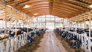 Комфортна среда за кравите - предпоставка за висока продуктивност - Agri.bg