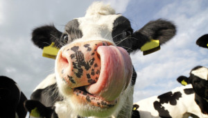 Препоръки за икономически-ефективно хранене на кравите - Agri.bg