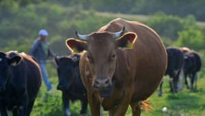 Фактори, от които зависи млечната продуктивност на кравите
