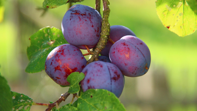 Овощарство 2023: Сушата и трудни пазари мъчат производителите на плодове