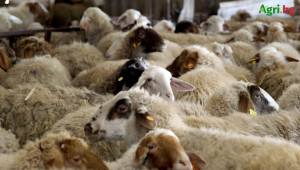 Животновъди: Административната тежест над фермера е прекалена