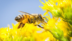 Размножаване на пчелите в пчелното семейство