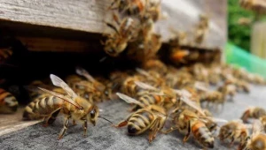 Зазимяване на пчелните семейства - жизнено важно мероприятие