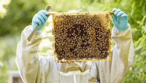 Основни правила за работа с пчелите
