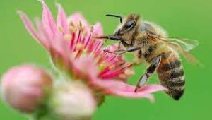 Медоносните пчели като опрашвачи на растенията