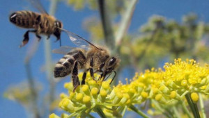 Мерки за предпазване на пчелите от отравяне с пестициди