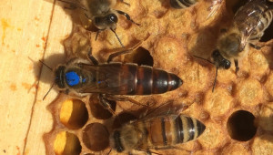 Как да придаваме майки с нуклеус за да спасяваме осиротели пчелни семейства?