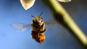 Крилете на пчелите - Agri.bg
