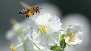 Опрашване - повишаване ефективността от пчелоопрашването - Agri.bg