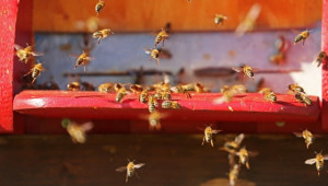 Как да спрем кражбите между пчелните семейства?