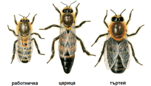 Какви са взаимоотношения между видовете пчели в пчелния кошер? - Agri.bg