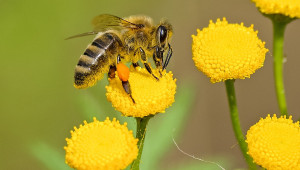 Принципи на профилактиката в пчеларството
