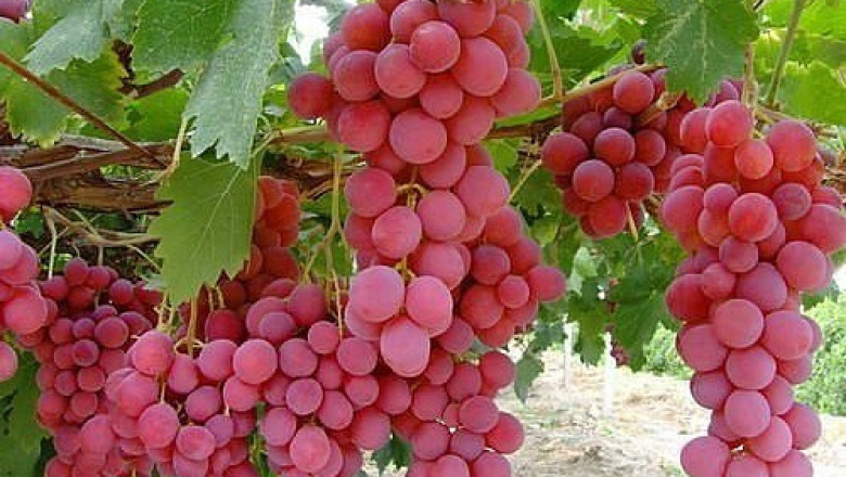 Флайм сидлес - грозде за производство на стафиди