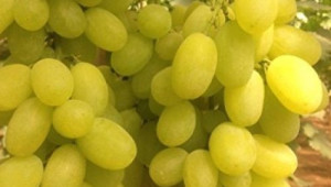 Сорт Наслада - гроздето узрява през втората половина на септември