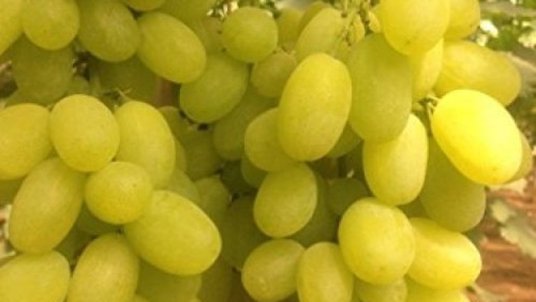 Сорт Наслада - гроздето узрява през втората половина на септември