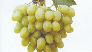 Сортът Плевен се отнася към групата на много ранните сортове грозде