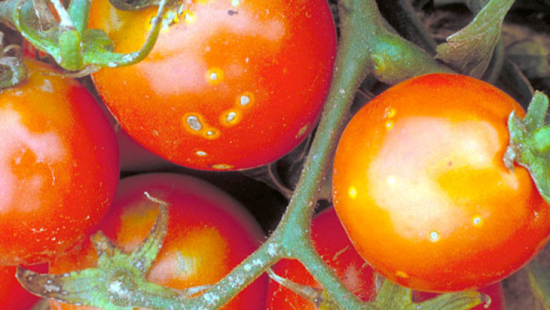 Агротехнически метод за борба с болестите при зеленчуковите култури