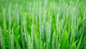 Изкласяване и цъфтеж на зърното - Agri.bg