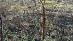 Влияние на наклоняването и на превиването върху развитието на овощните дървета - Agri.bg