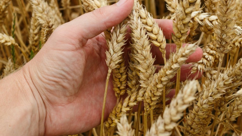 Пшеницата се нуждае от балансирано торене
