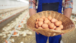 Птицевъдство през 2023: Цените на яйца, месо и фуражи са все по-добри за производителите