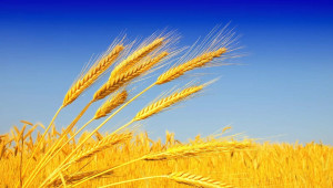 Определяне на срока за прибиране на пшеницата