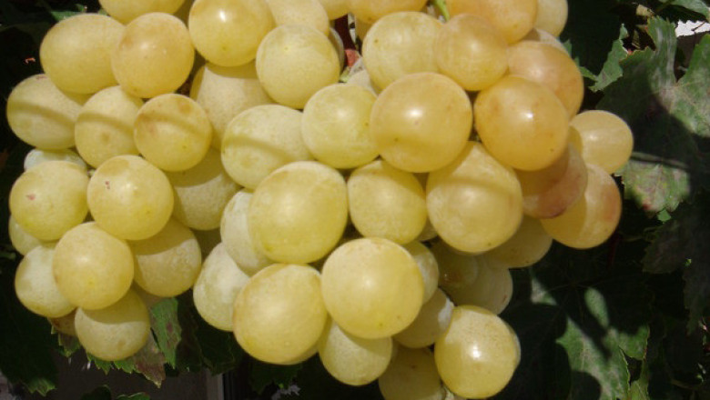 Перл дьо Ксаба - един от най-ранните сортове грозде