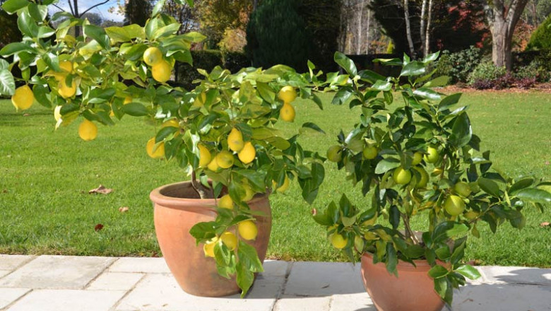 Лимон - пряката слънчева светлина смущава неговото развитие