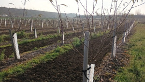 Черната угар подобрява водния режим в овощните градини - Agri.bg