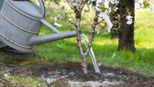 Предпосадъчна подготовка на почвата и засаждане на овощните дръвчета - Agri.bg
