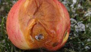 Горчиво гниене - най-често поразява плодовете на ябълката и крушата