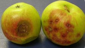 Запарване на плодовата кожица - болест по съхраняваните плодове