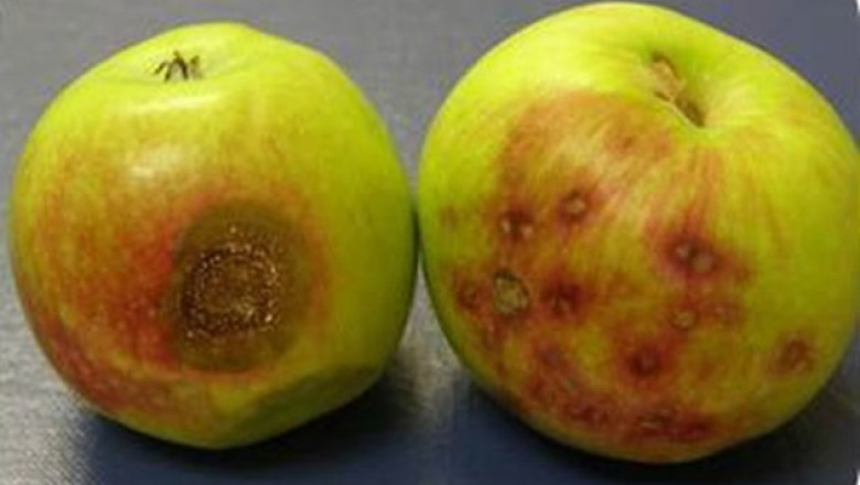Запарване на плодовата кожица - болест по съхраняваните плодове