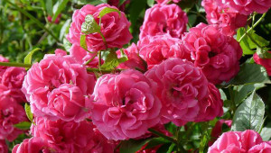 Розата може да се отглежда 20-30 години на едно и също място - Agri.bg