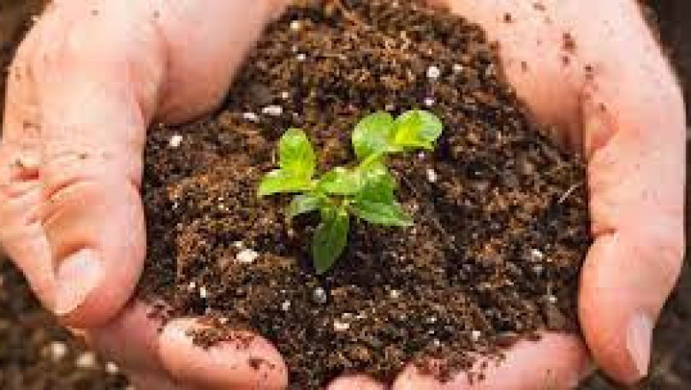 Ролята на хумуса в почвата