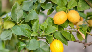 Размножаване и отглеждане на лимона