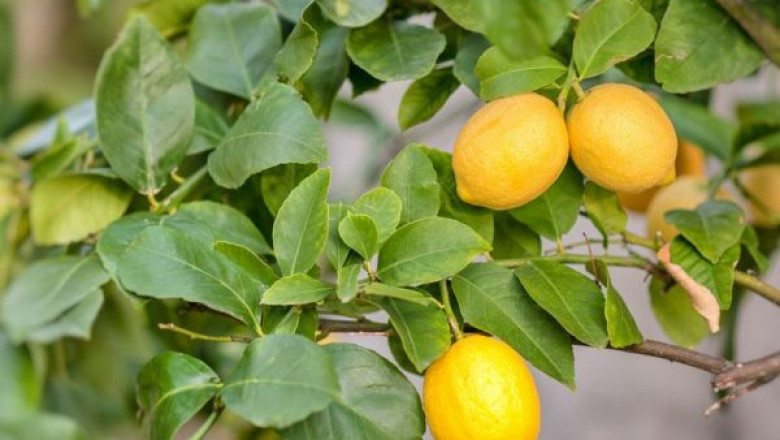 Размножаване и отглеждане на лимона