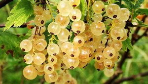 Беритба, добиви и срок на използване на храстите френско грозде