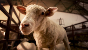 Животновъд тества граха и боба като алтернатива на соята в дажбите на овцете