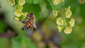 Защо пчелите правят по-малко мед? - Agri.bg