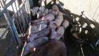Продавам малки прасенца - Снимка 4
