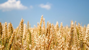 Качеството на зърното на фуражния ечемик зависи от прилаганата система на торене