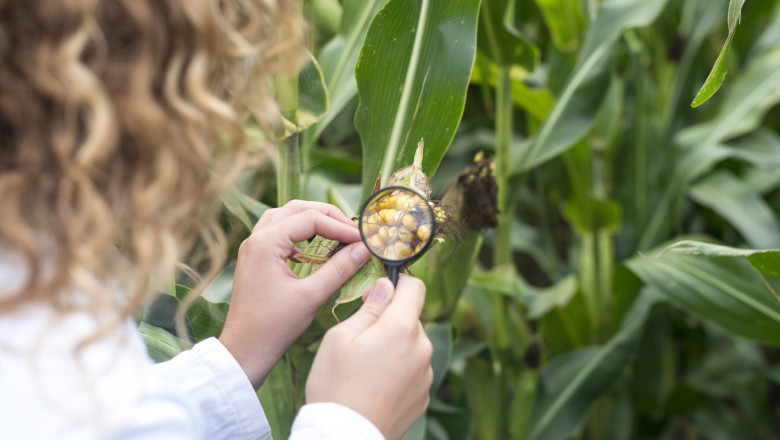 Биопроизводителите не желаят ГМО