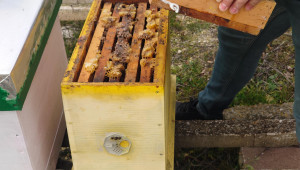 Пчелари: Няма пазар за меда, цената продължава да се срива - Снимка 1