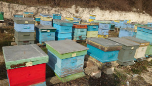 Пчелари: Няма пазар за меда, цената продължава да се срива - Снимка 2
